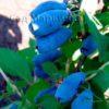 Сад Марьинка саженцы жимолости голубой десерт