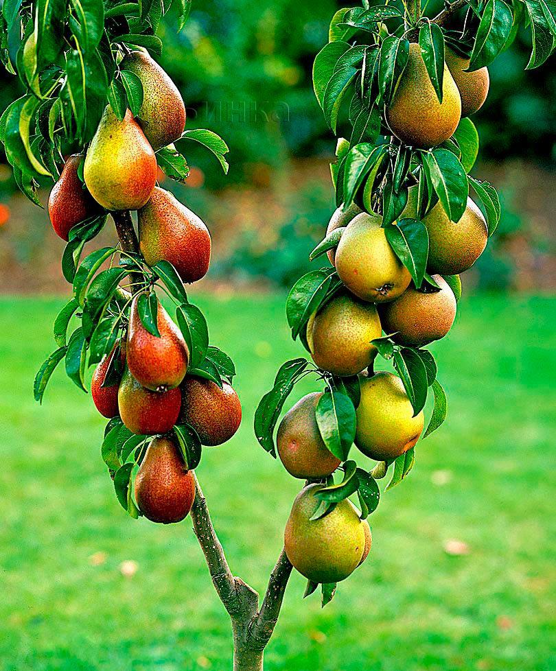 Саженцы фруктовых деревьев