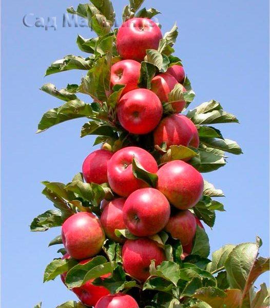 Сад Марьинка саженцы колоновидной яблони рондо