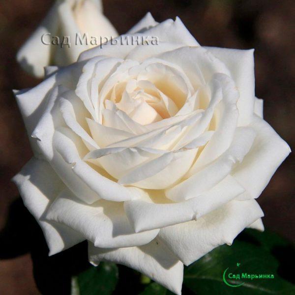 Сад Марьинка саженцы роз боинг белый
