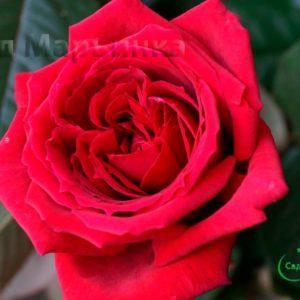 Сад Марьинка саженцы роз ботеро