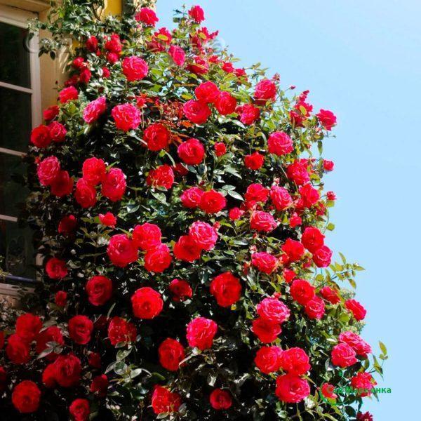 Сад Марьинка саженцы роз красная плетистая