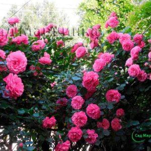 Сад Марьинка саженцы роз малиновая парковая