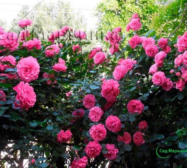 Сад Марьинка саженцы роз малиновая парковая