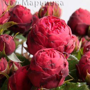 Сад Марьинка саженцы роз пиано