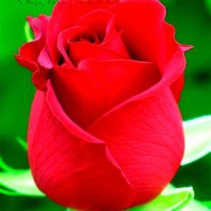 Сад Марьинка саженцы роз самурай красный
