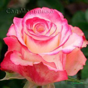 Сад Марьинка саженцы роз свитнесс