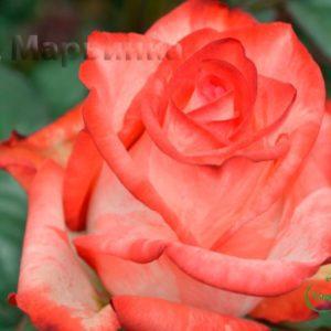 Сад Марьинка саженцы роз хай твинкл