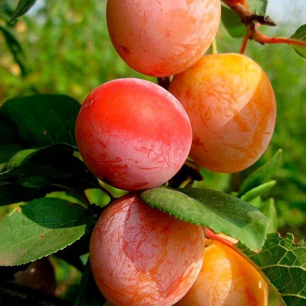 Сад Марьинка саженцы сливы персиковая.