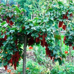 Сад Марьинка саженцы смородины на штамбе красная