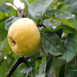 Сад Марьинка саженцы яблони антоновка