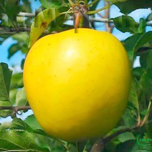 Сад Марьинка саженцы яблони голден делишес
