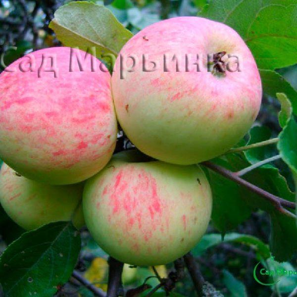 Сад Марьинка саженцы яблони грушовка московская