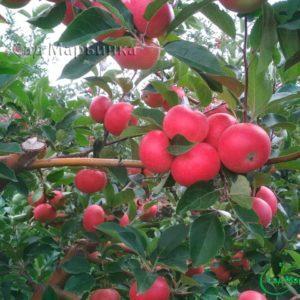 Сад Марьинка саженцы яблони дискавери