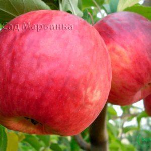 Сад Марьинка саженцы яблони жигулевское
