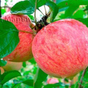 Сад Марьинка саженцы яблони коричное