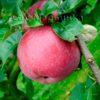 Сад Марьинка саженцы яблони лобо