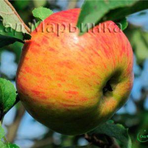 Сад Марьинка саженцы яблони медуница