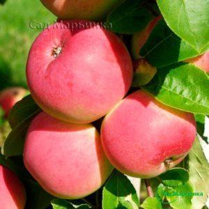 Сад Марьинка саженцы яблони мельба