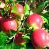 Сад Марьинка саженцы яблони уэлси
