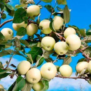Сад Марьинкасаженцы яблони белый налив